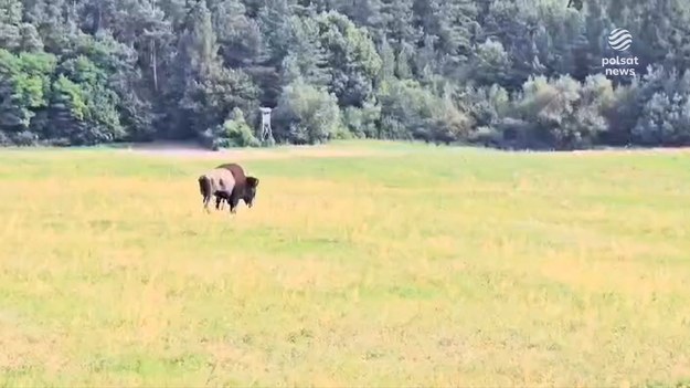 To był najsłynniejszy uciekinier w Polsce. Niepokorny bizon Forest, który dwa razy uciekał na wolność z zamkniętych ośrodków, został odstrzelony. Nie wiadomo w jakich okolicznościach, bo myśliwi robili co mogli, by ocalić mu życie i znaleźć nowy dom. Dla ''Wydarzeń'' Piotr Kotwicki.