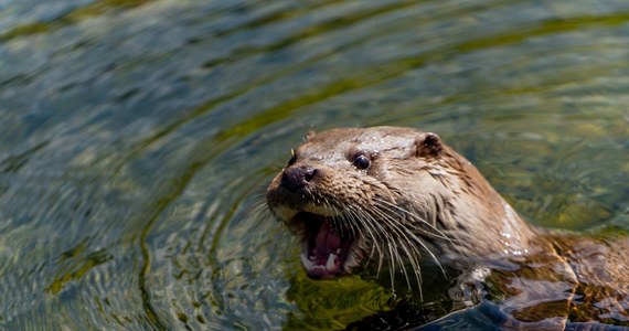 Zoo w Łodzi ma nowego mieszkańca. Harry przyjechał z Rotterdamu i w Polsce czuje się znakomicie. Wkrótce dołączy do niego partnerka. 