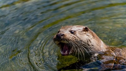 Harry z Rotterdamu zamieszkał w łódzkim zoo 