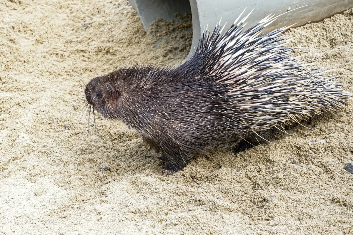 ​Mieszkaniec północnego Izraela został zaatakowany przez jeżozwierza, który wbił w niego 41 ostrych kolców - poinformował portal Ynet. Mężczyzna trafił do szpitala.