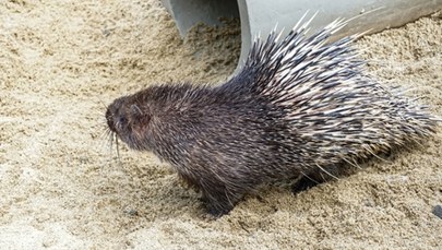 Jeżozwierz zaatakował Izraelczyka. Wbił w niego 41 kolców