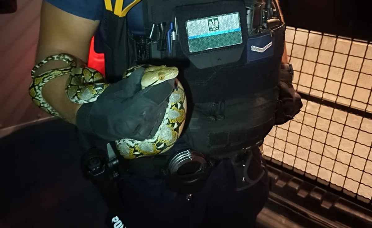 We wtorek wieczorem odnalazł się pyton królewski, którego ktoś wyrzucił przez okno z mieszkania na Podkarpaciu dzień wcześniej. Gada poszukiwała policja i straż pożarna, a Urząd Miasta w Stalowej Woli powołał nawet sztab kryzysowy.