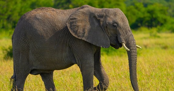 Ostatni słoń z zoo w Republice Południowej Afryki został wypuszczony na wolność. Zwierzę spędziło w niewoli ponad 40 lat. "To historyczne wydarzenie" – zapewnia fundacja zajmująca się ochroną zwierząt. Władze ogrodu zoologicznego zdecydowały się zlikwidować wybieg dla słoni.