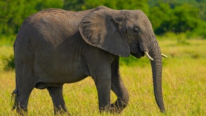 "Historyczne wydarzenie". Ostatni słoń z zoo w RPA odzyskał wolność