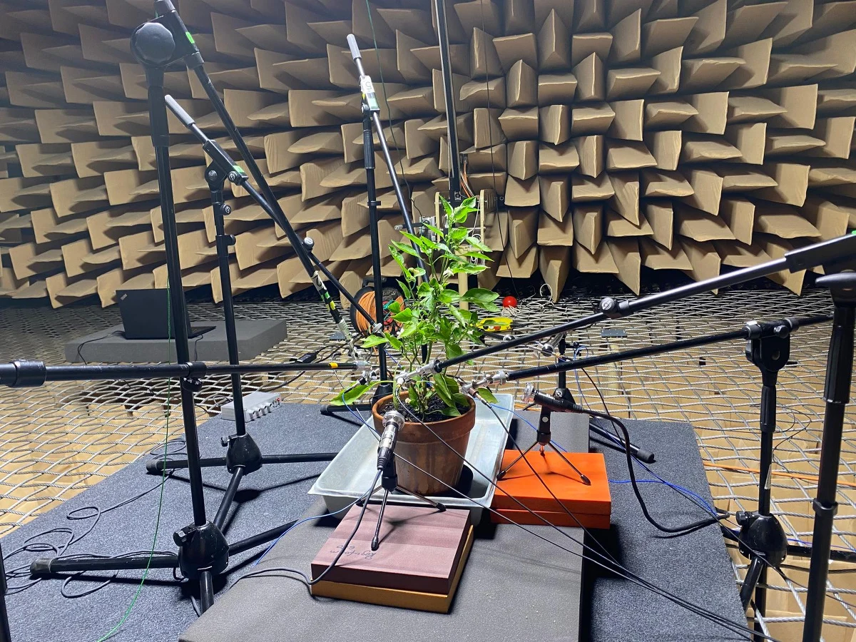 "Podlej mnie w końcu" albo "Uwaga - mam szkodnika"! Właśnie takie słowa za pomocą ultradźwięków mogą wypowiadać rośliny. Naukowcy z Akademii Górniczo-Hutniczej w Krakowie i z Uniwersytetu Przyrodniczego we Wrocławiu sprawdzili czy rośliny wydają odgłosy w sytuacjach stresowych.