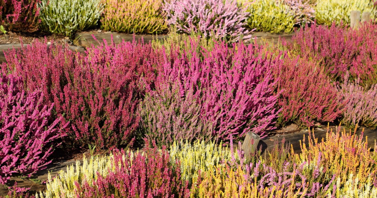 Zaserwuj wrzosom domową odżywkę. Będą bujnie kwitły aż do zimy