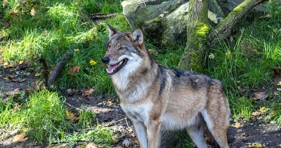 Kilkanaście osobników liczy stado wilków po polskiej stronie Karkonoszy. Dyrektor KPN apeluje, aby turyści nie wychodzili na szlak późnym wieczorem lub nocą.