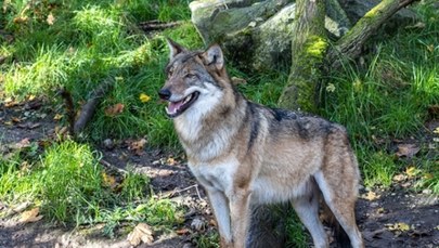 Kilkanaście wilków po polskiej stronie Karkonoszy