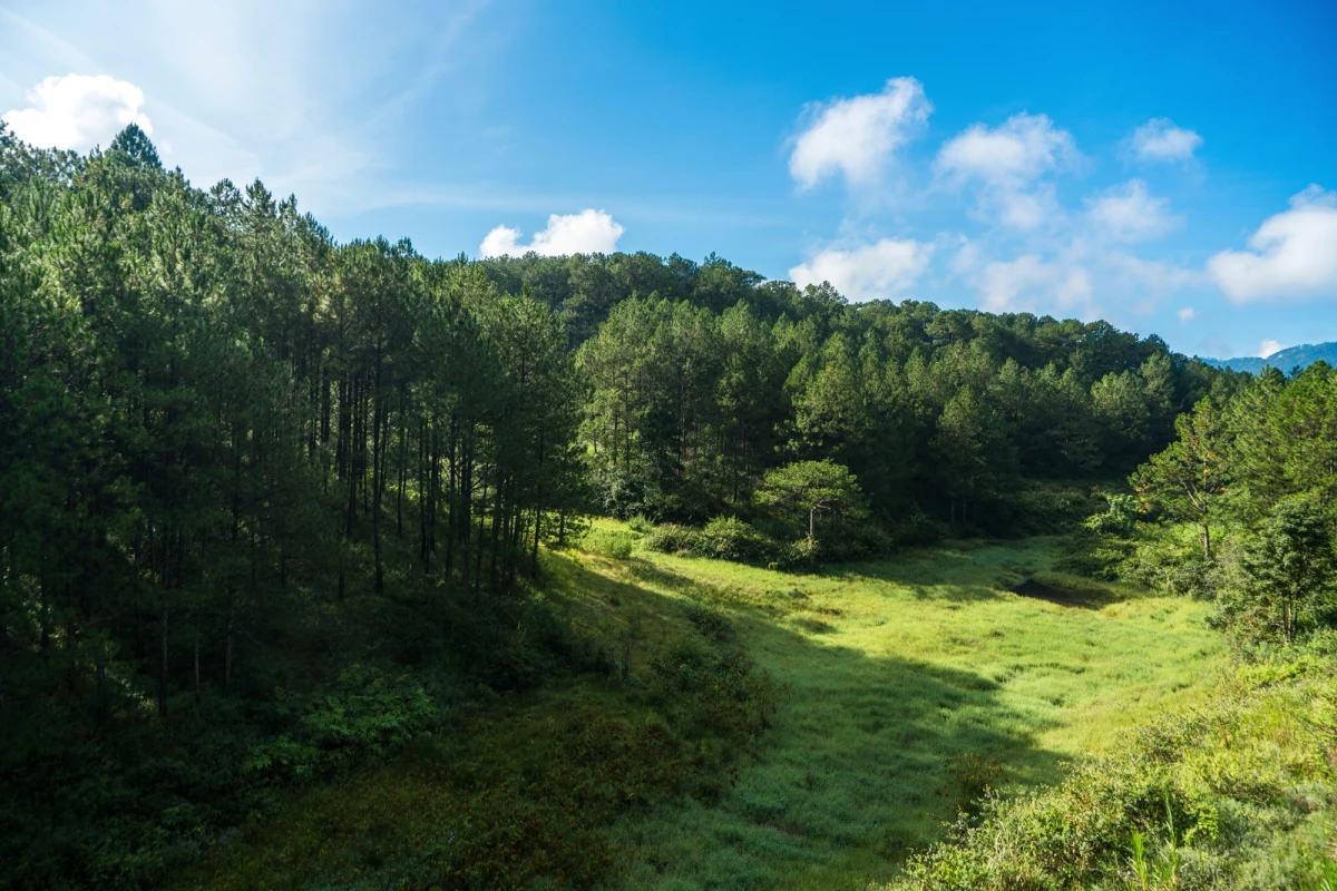 Dang Tien Lam, 6-letni chłopiec, który zaginął pięć dni temu, został znaleziony głęboko w lesie w Wietnamie. Był tak zmęczony, że nie mógł ustać na nogach. Policja stwierdziła, że to cud, iż chłopczyk został znaleziony żywy.   