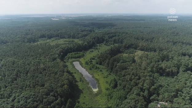 Do tej pory drzewa hurtem szły pod topór. Zatrzymać ten proces mają lasy społeczne. Powstaną w 14 miejscach, między innymi w Katowicach i Szczecinie. Dzięki temu pod szczególnym nadzorem ma się znaleźć 20% lasów. Materiał dla "Wydarzeń" przygotował Piotr Kotwicki.