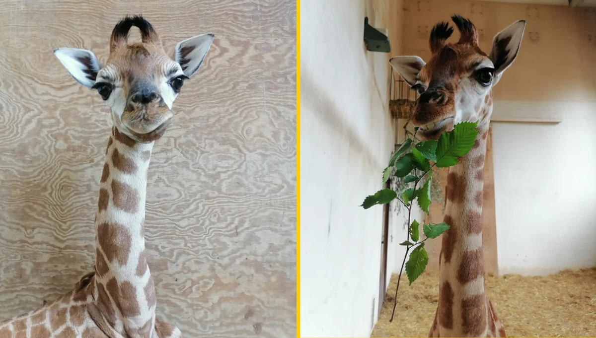 Kiedy się urodziła miała 175 cm wzrostu i ważyła 49 kg. Spektakularne pędzelki na głowie zdecydowały o nadaniu jej imienia Pietruszka. Małą żyrafę, nową mieszkankę warszawskiego zoo, można (przy odrobinie szczęścia) zobaczyć na wybiegu.
