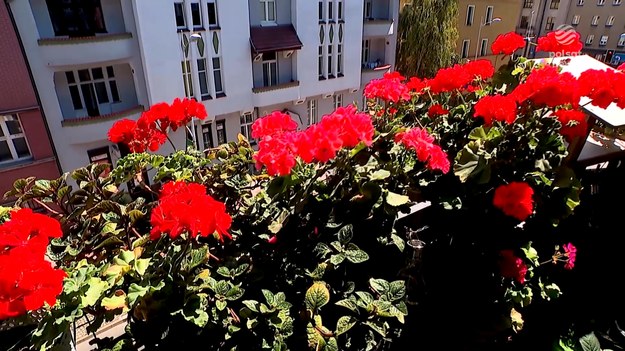 Kwitnąca rywalizacja w Katowicach. Miasto organizuje konkurs na najpiękniejszy balkon. Na zwycięzców czekają nagrody pieniężne. Nie ważny jest metraż, czy miejsce - liczy się pomysł! Zyskać mają wszyscy. Z jakiego powodu? O tym Bartek Mokrzycki.