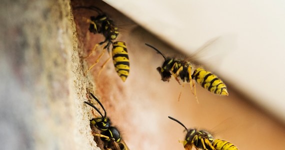 Nieprawdopodobne szczęście miał 57-letni mieszkaniec Walii. Rój os użądlił mężczyznę aż 240 razy. Jak tłumaczy, udało mu się przeżyć dzięki szybkiej reakcji przyjaciela oraz lekarzy z miejscowego szpitala.