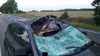 Groźne zderzenie bmw z łosiem. Jedna osoba w szpitalu [ZDJĘCIA]