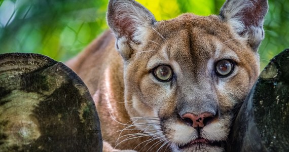 Tragiczny wypadek na Słowacji. W miejscowości Jasenie niedaleko Brezna w prywatnym zoo puma zagryzła właściciela. 