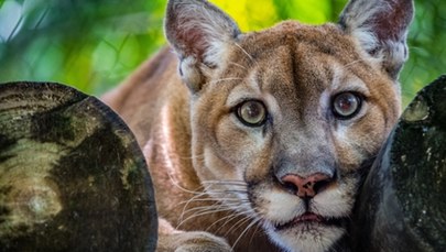 Tragedia na Słowacji. Puma zabiła właściciela zoo