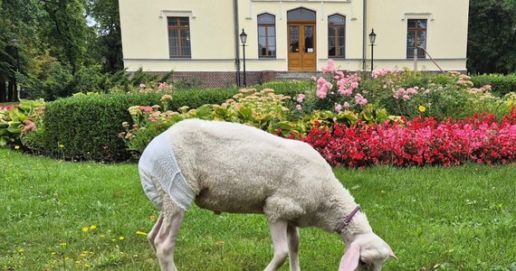 Owca w pieluszce i na smyczy. Taki nietypowy gość odwiedził Muzeum Narodowe Rolnictwa i Przemysłu Rolno-Spożywczego w Szreniawie w woj. wielkopolskim. 