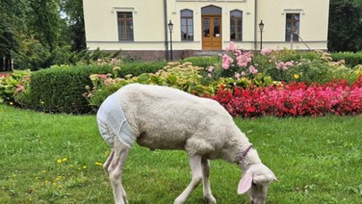 Nietypowy gość w muzeum: Owca w pieluszce i na smyczy