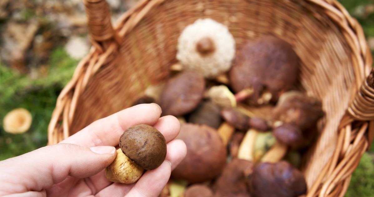 Mimo suszy tu grzybów jest pełno. Idź, a wrócisz z pełnym koszykiem