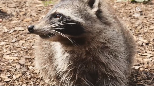 W internecie królują na zabawnych filmikach, ale wbrew pozorom mogą być groźne. Szopy jedzą i niszczą co popadnie, do tego przenoszą groźne dla człowieka choroby. A że nie mają w Polsce wielu naturalnych wrogów, leśnicy z niepokojem patrzą jak plądrują przyrodę. Materiał dla "Wydarzeń" przygotowała Dorota Wleklik. 
