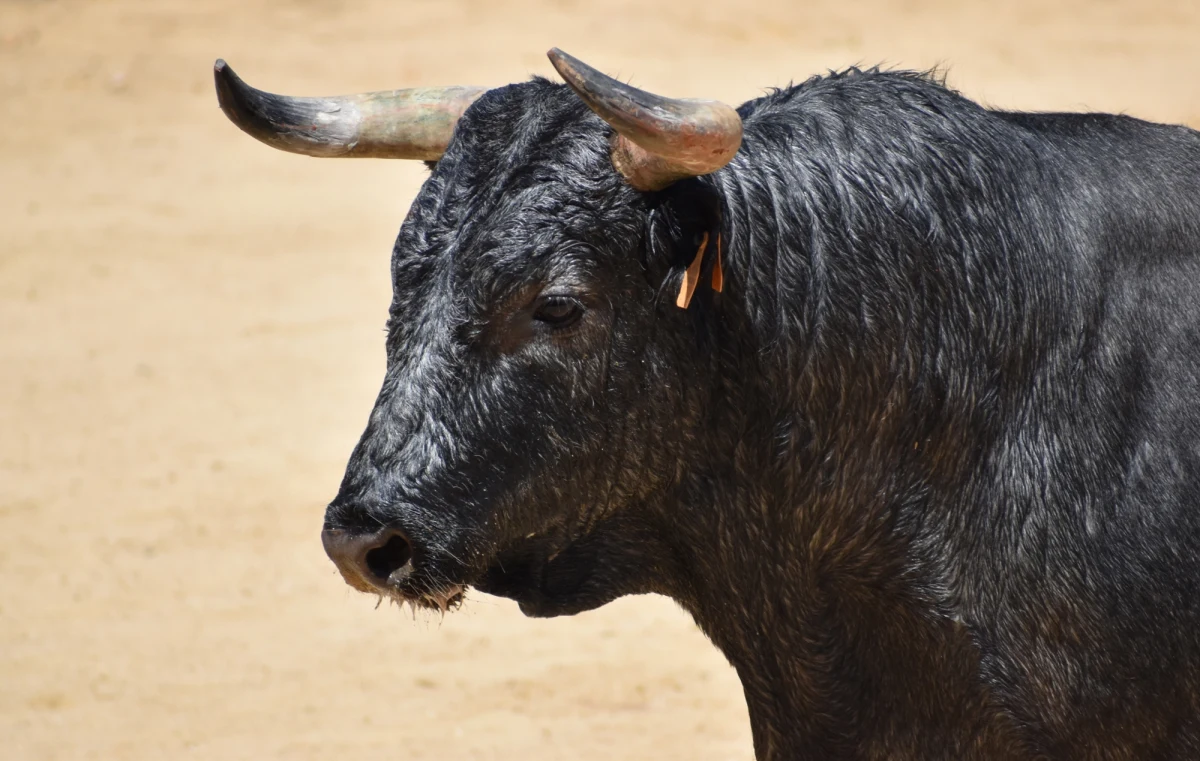 Byk najprawdopodobniej śmiertelnie stratował 59-letniego mężczyznę, mieszkańca wsi Kaszuba w gminie Brusy (Pomorskie). Jego zwłoki leżały na podwórzu. W domu policjanci znaleźli także ciało jego ojca. Co tam się wydarzyło?