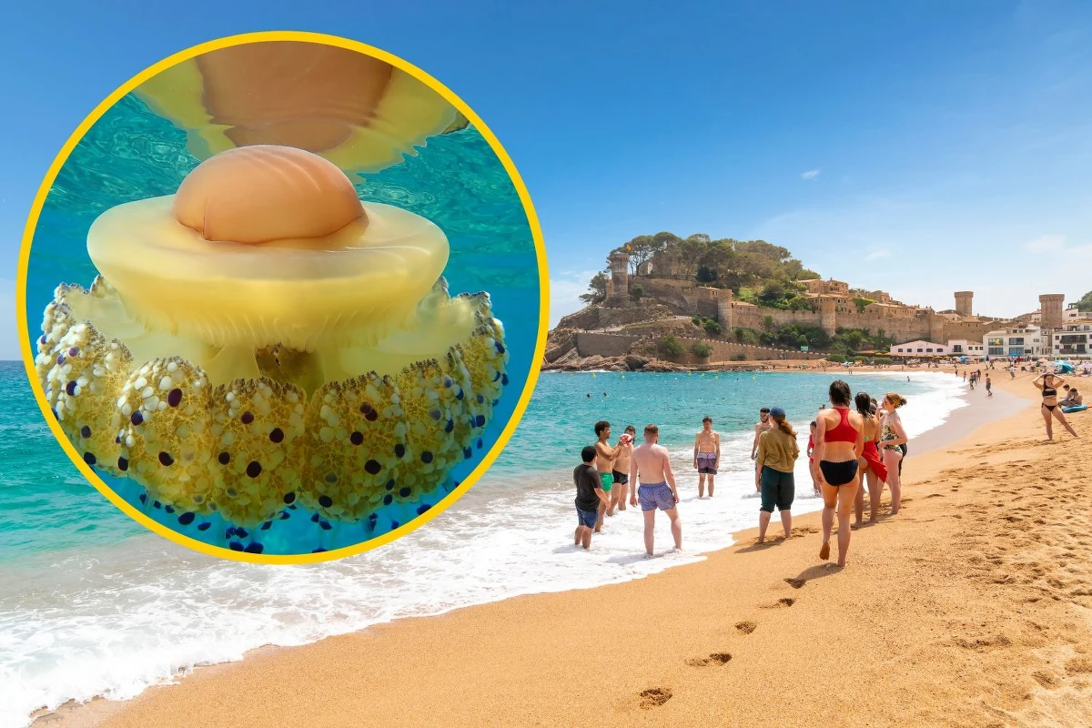 Turyści wypoczywający na Costa Brava w Hiszpanii zmagają się z inwazją meduz. Wysoka temperatura wody sprawiła, że parzydełkowce te się bardzo rozmnożyły. Do lekarzy zgłasza się coraz więcej osób z poparzeniami na skutek kontaktu w meduzami w morzu.