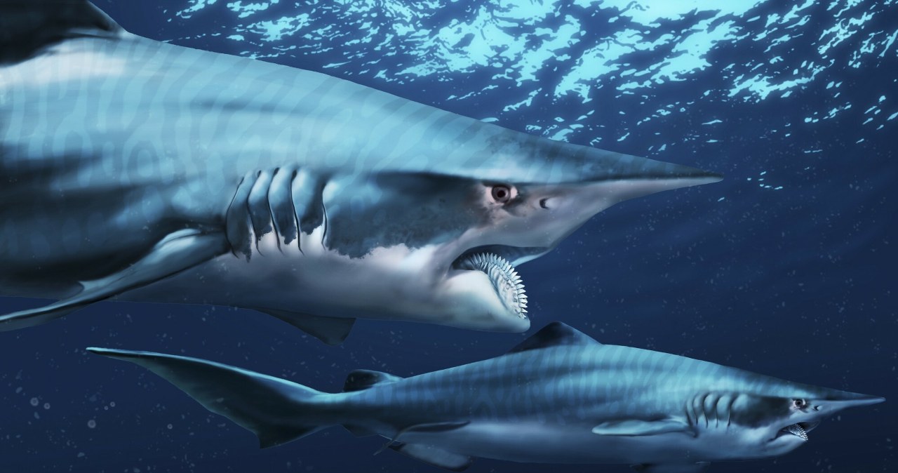 Niezwykłe odkrycie na Śląsku. „W pewnym momencie przestaliśmy liczyć”