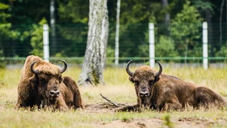 Żubry, niedźwiedzie i rysie przestaną być chronione. Zaskakujący pomysł białoruskich naukowców