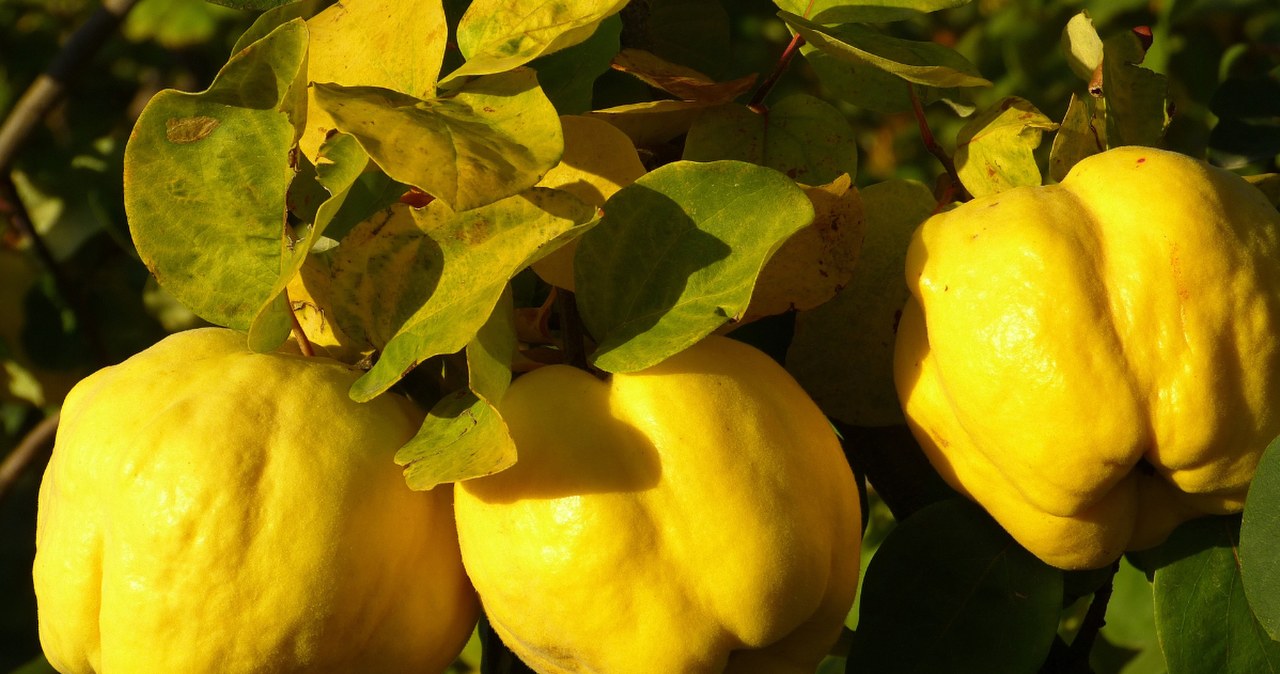 Seniorzy powinni włączyć do diety. Obniża cukier, poprawia krążenie