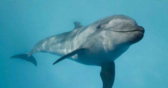 ¿Se siente solo y frustrado y por eso ataca a la gente? 18 delfines atacan