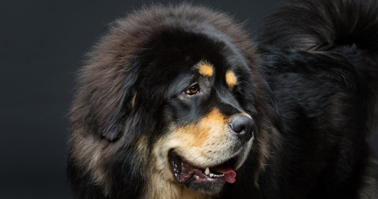 Chcą zniesienia podatku od psa, jest projekt zmian. "Absurdalna opłata"