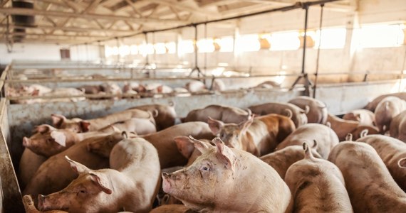 Policja z Republiki Południowej Afryki zatrzymała dwóch białych farmerów z  Limpopo i ich pomocnika. Mężczyźni są podejrzani o zamordowanie dwóch czarnoskórych kobiet, które zbierały wyrzucone na śmieci przeterminowane jogurty. Ich ciała wrzucili do chlewni. 
