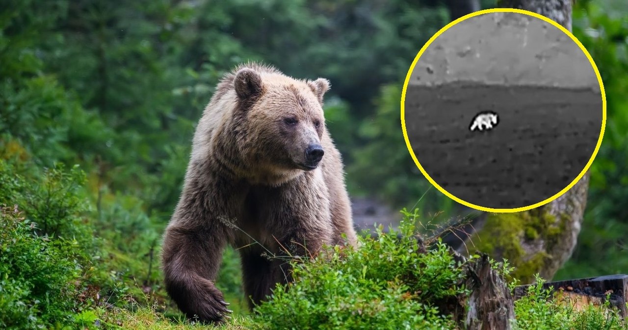  Park narodowy z apelem. Pokazali niezwykłe nagranie