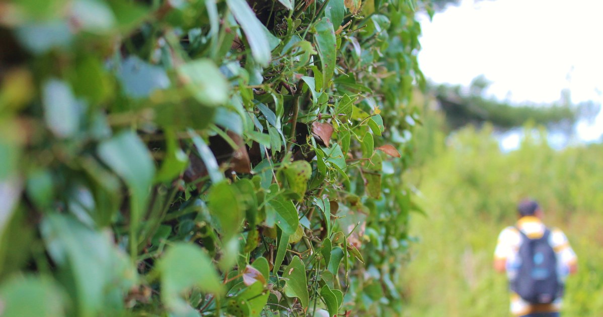 ​Chcesz uciec przed wzrokiem wścibskich sąsiadów? To drzewo rośnie prawie metr w rok