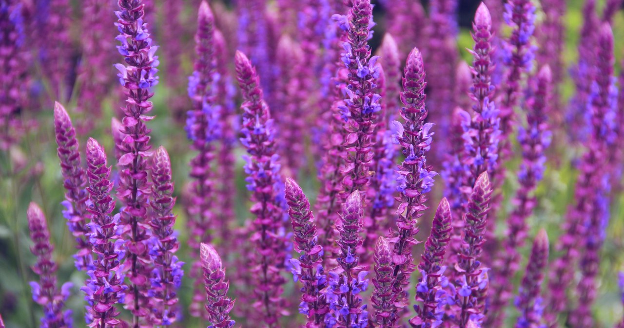 Do złudzenia przypomina lawendę. Długo kwitnie i jest prosta w uprawie