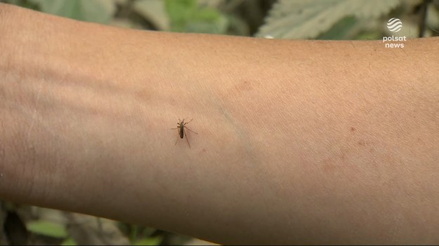 Doskonale wszyscy wiemy jak jeden komar może skutecznie utrudnić życie, zwłaszcza w nocy. A co dopiero chmara. Mieszkańcy Leśnicy we Wrocławiu mówią już o pladze. Czy jest szansa, żeby się ich pozbyć? O tym, w materiale dla "Wydarzeń", Agata Todorow.