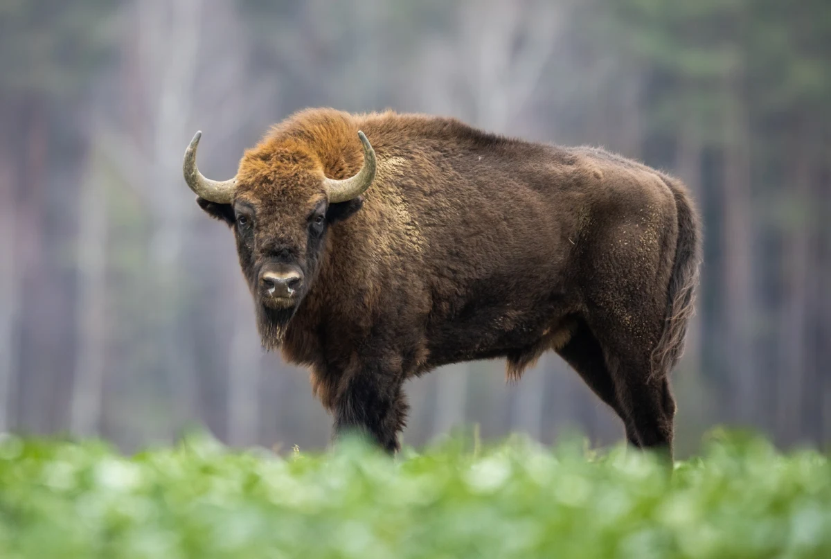 Podczas transportu z Niepołomic do Gołuchowa padł żubr - informują Lasy Państwowe. Według lekarza weterynarii, który przeprowadził sekcję zwłok zwierzęcia "najbardziej prawdopodobną przyczyną śmierci było uduszenie". LP złożyły do prokuratury zawiadomienie o możliwości popełnienia przestępstwa.