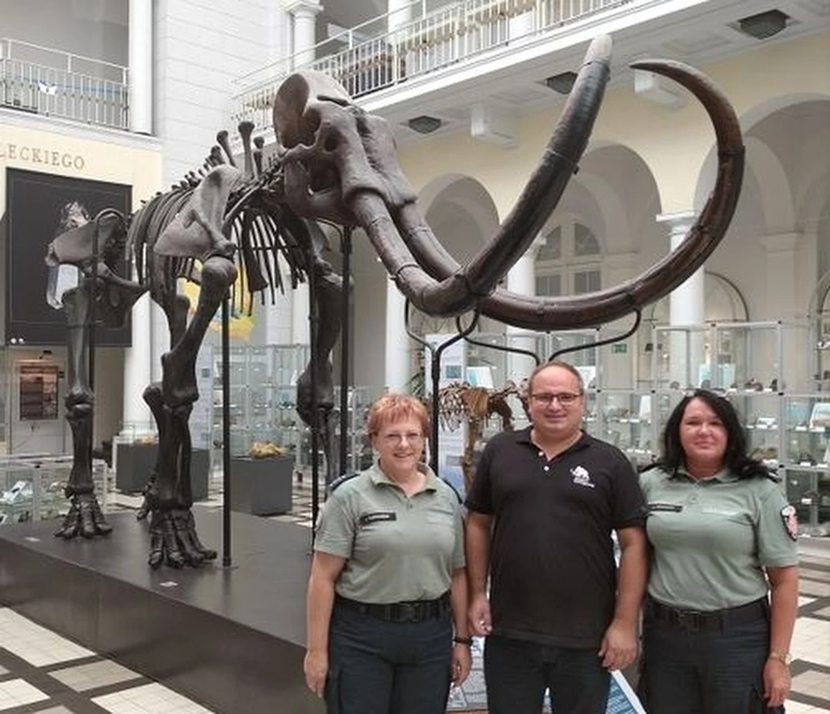 Zbiory Muzeum Geologicznego w Warszawie wzbogaciły się o 9 fragmentów ciosów mamuta włochatego (Mammuthus primigenius). Są one różnej wielkości, najdłuższy ma 26,5 cm. Ciosy zostały przejęte przez celników podczas próby ich przemytu do Polski na polsko-białoruskim przejściu granicznym w Terespolu.