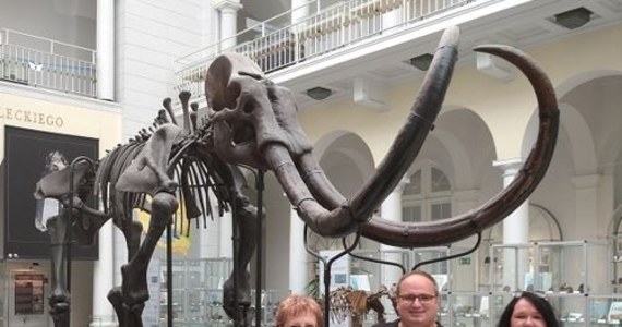 Zbiory Muzeum Geologicznego w Warszawie wzbogaciły się o 9 fragmentów ciosów mamuta włochatego (Mammuthus primigenius). Są one różnej wielkości, najdłuższy ma 26,5 cm. Ciosy zostały przejęte przez celników podczas próby ich przemytu do Polski na polsko-białoruskim przejściu granicznym w Terespolu.