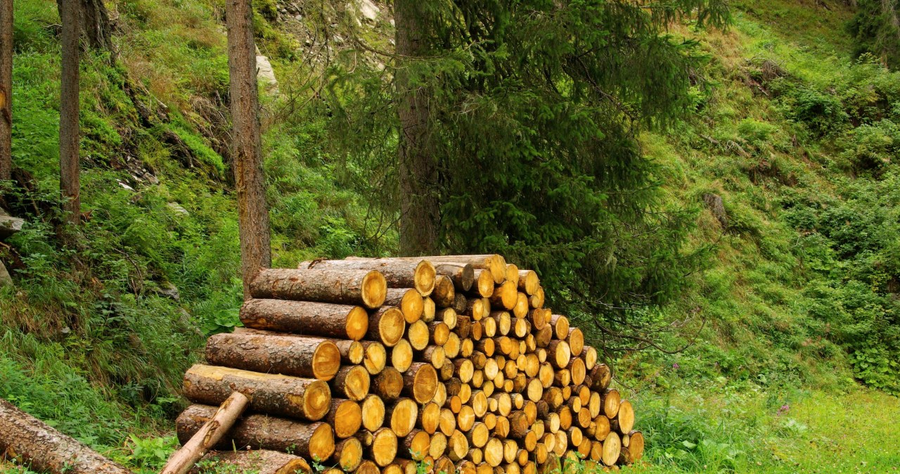 Rosną ceny drewna opałowego w nadleśnictwach. Jest jeden powód