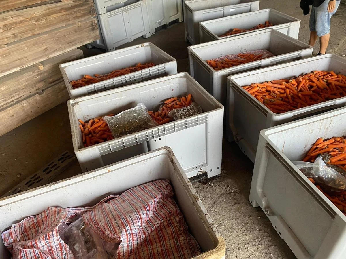 177 kg marihuany przejęli podczas wspólnej akcji policjanci z Gdańska i Szczecina. Narkotyki o szacunkowej czarnorynkowej wartości prawie 9 milionów złotych zostały przywiezione z Hiszpanii i miały trafić na polski rynek. Przestępcy ukryli je w skrzynkach z marchewką.         