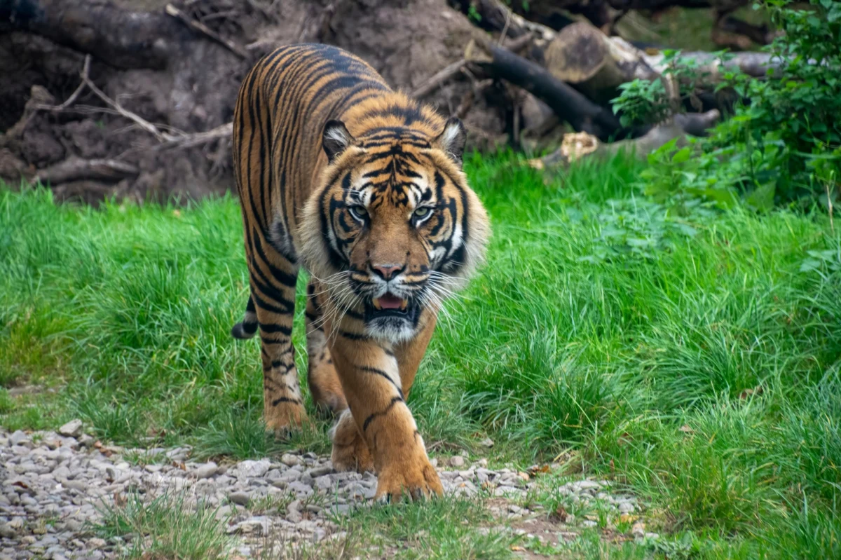 Tygrys zaatakował swoją opiekunkę w parku rozrywki w mieście Gold Coast w australijskim stanie Queensland. Kobieta trafiła do szpitala. Jest w stabilnym stanie.