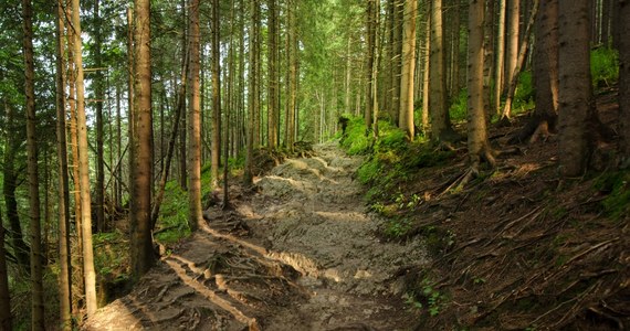 Rozpoczął się remont żółtego szlaku turystycznego do Doliny Białego. Ta przyjemna trasa spacerowa jest popularna szczególnie wśród rodziców z dziećmi. 