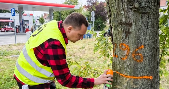 Zielone kropki i pomarańczowe obwódki - pojawiły się na poznańskich drzewach. Powód? Przegląd drzewostanu, którego celem jest zapewnienie bezpieczeństwa pieszym i kierowcom. 