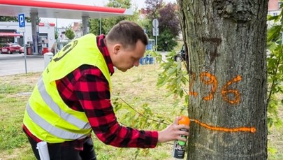 Zielone i pomarańczowe znaki na drzewach w Poznaniu. Co oznaczają?