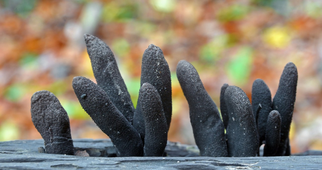 Upiorny grzyb w polskich lasach. Nazywają go "palce umarlaka"