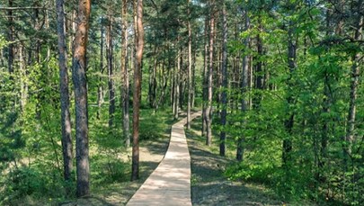 Ruszyły konsultacje ws. utworzenia "lasu społecznego" wokół Poznania