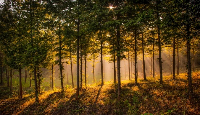 Rosnące zagrożenie w całej Polsce. Brakuje zwłaszcza jednego zjawiska