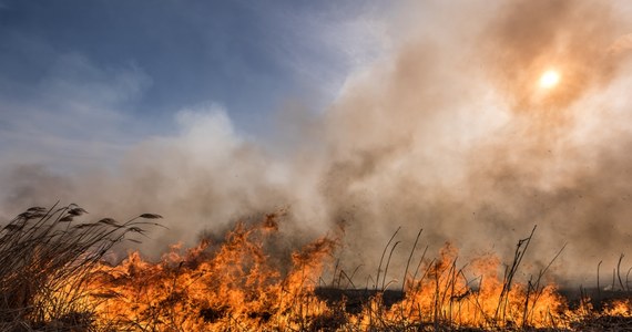 Do tragicznego pożaru doszło w Wólce Niedźwieckiej (Podkarpackie). Zginął 84-letni mężczyzna, spłonęło około pół hektara nieużytków.