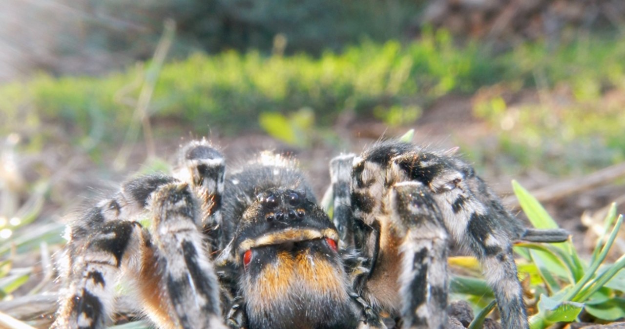  Tarantula dotarła do Polski? To mógł być nasz największy pająk